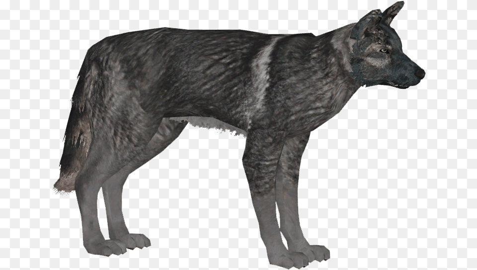 German Shepherd Dog 5 Wiki, Animal, Mammal, Wolf, Coyote Free Png Download