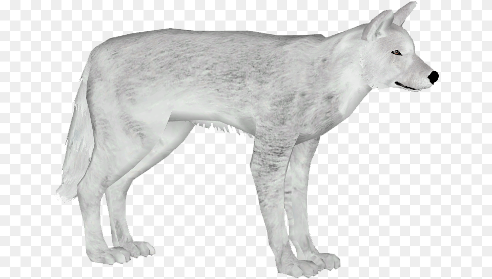 German Shepherd Dog 9 Wolfdog, Animal, Canine, White Dog, Pet Png Image
