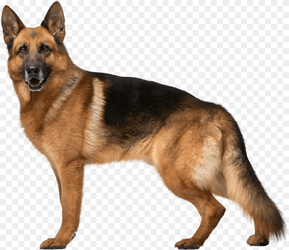 German Shepherd Dog Clip Art Png