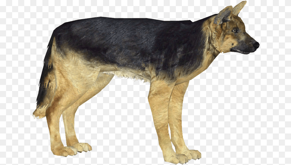German Shepherd Dog German Shepherd, Animal, Canine, German Shepherd, Mammal Free Transparent Png