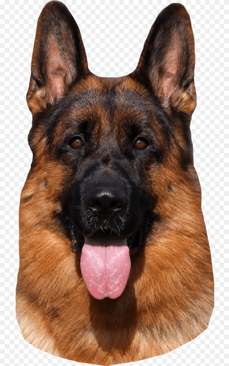 German Shepherd Dog Hd, Animal, Canine, German Shepherd, Mammal Free Png Download