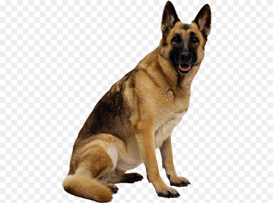 German Shepherd Dog Image Dog Images Hd, Animal, Canine, German Shepherd, Mammal Free Transparent Png