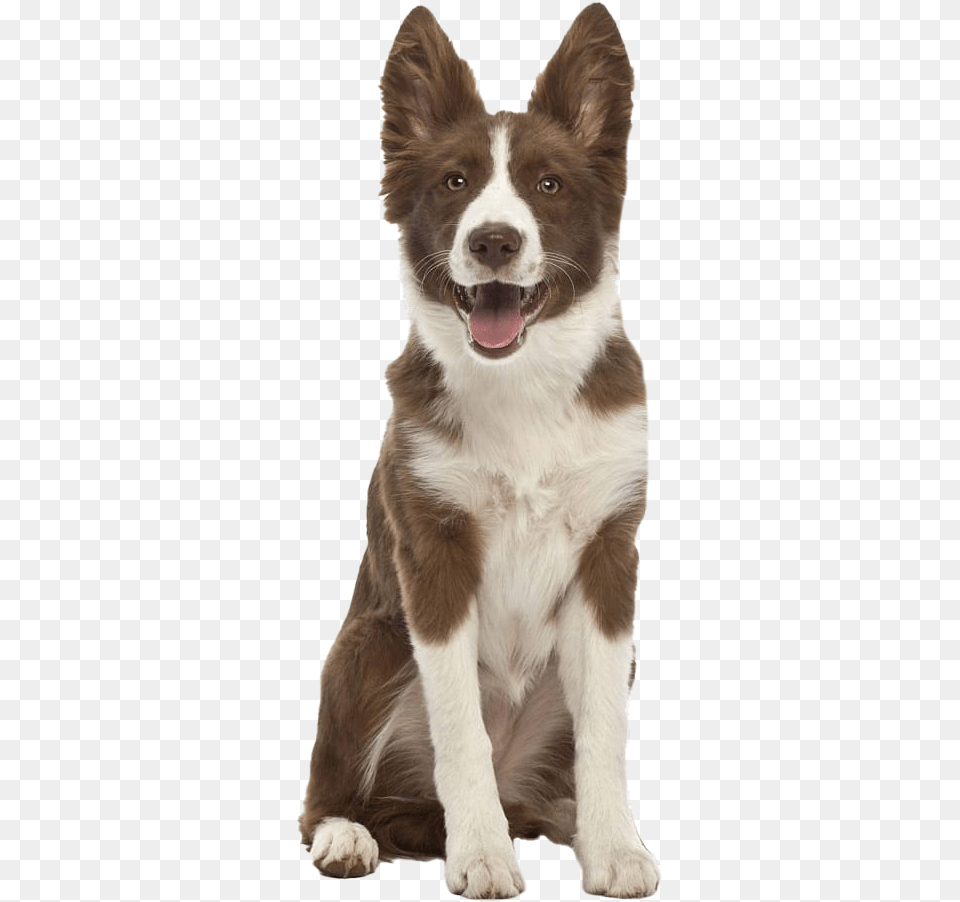 German Shepherd Dog File Border Collie Cute Brown And White, Animal, Canine, Husky, Mammal Png Image