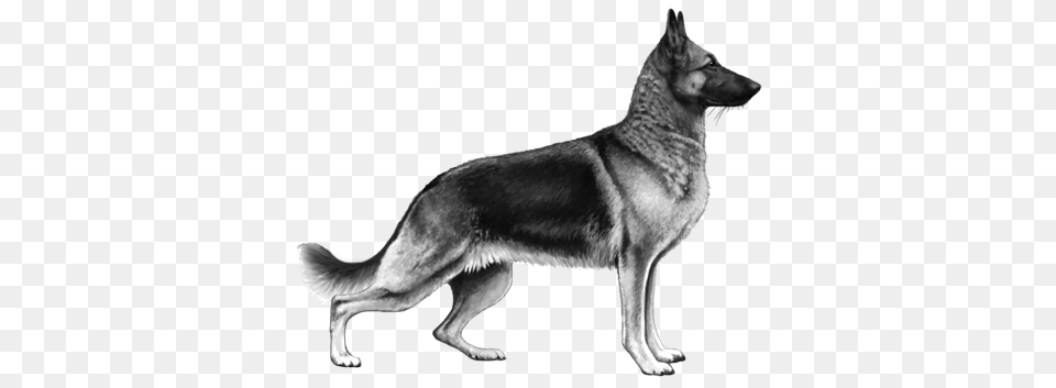 German Shepherd Dog Old German Shepherd Dog, Animal, Canine, German Shepherd, Mammal Free Transparent Png