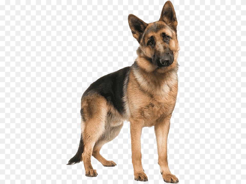 German Shepherd Dog Picture, Animal, Canine, German Shepherd, Mammal Free Png