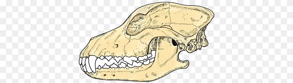 German Shepherd Dog Skull Dog, Body Part, Mouth, Person, Teeth Png