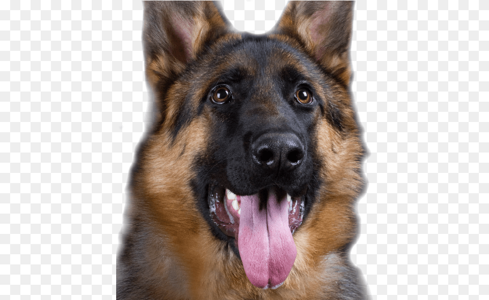 German Shepherd Dog Training Australia Police Dog, Animal, Canine, German Shepherd, Mammal Png Image