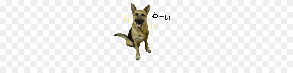 German Shepherd Dogs Stamp Line Stickers Line Store, Animal, Canine, Dog, German Shepherd Png