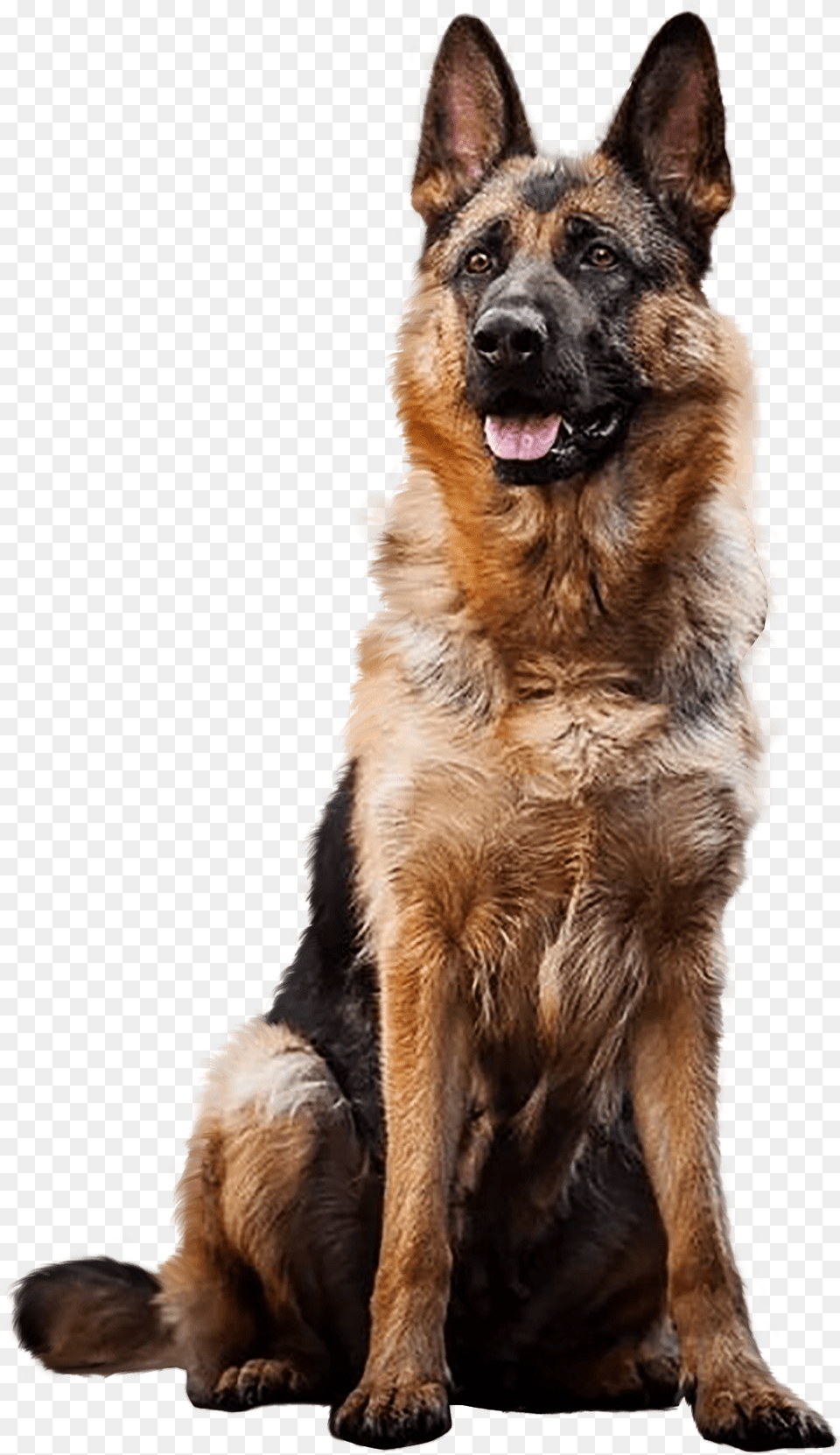 German Shepherd German Shepherd Dog In Transparent Background, Animal, Canine, German Shepherd, Mammal Free Png Download