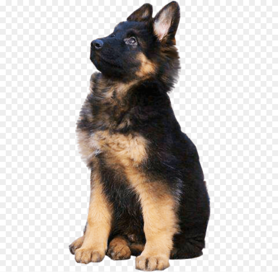 German Shepherd German Shepherd Dog Jati, Animal, Canine, German Shepherd, Mammal Free Png Download