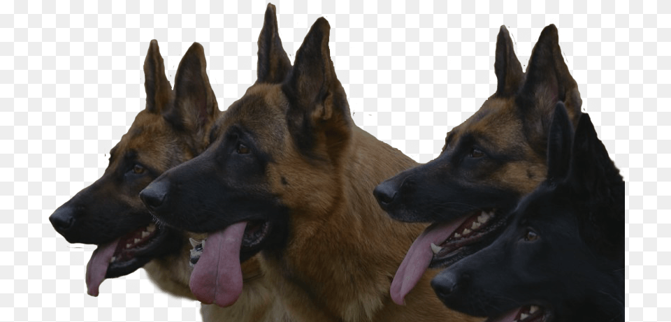 German Shepherd Guard Dog, Animal, Canine, German Shepherd, Mammal Png