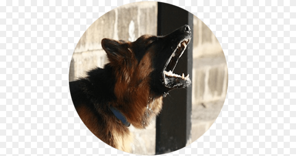 German Shepherd Holding, Animal, Canine, Dog, German Shepherd Png Image