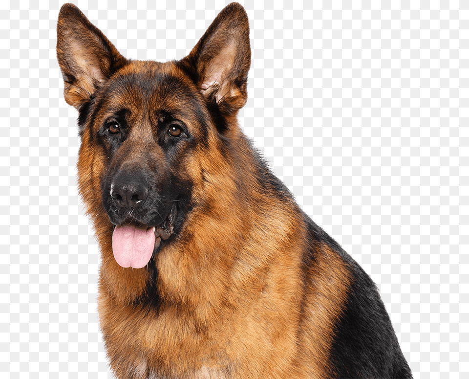 German Shepherd Poodle Cross Breed, Animal, Canine, Dog, German Shepherd Free Transparent Png