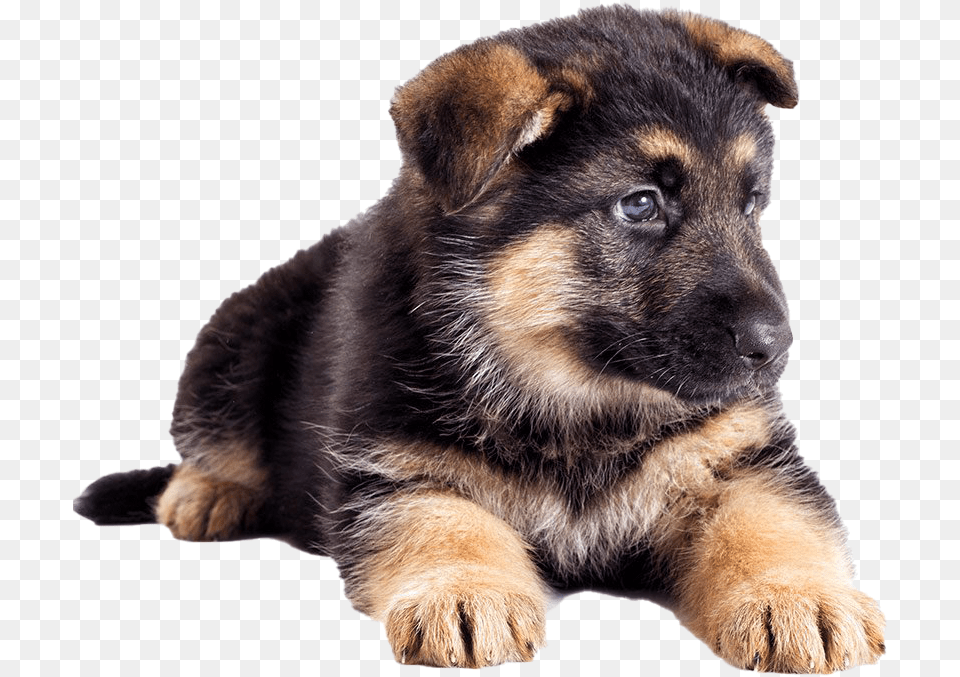 German Shepherd Puppy German Shepherd Puppy, Animal, Canine, Dog, Mammal Png