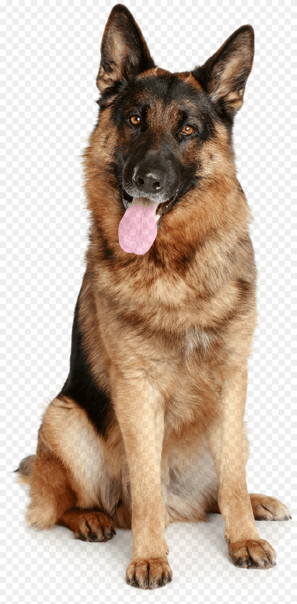 German Shepherd Transparent, Animal, Canine, Dog, German Shepherd Free Png Download