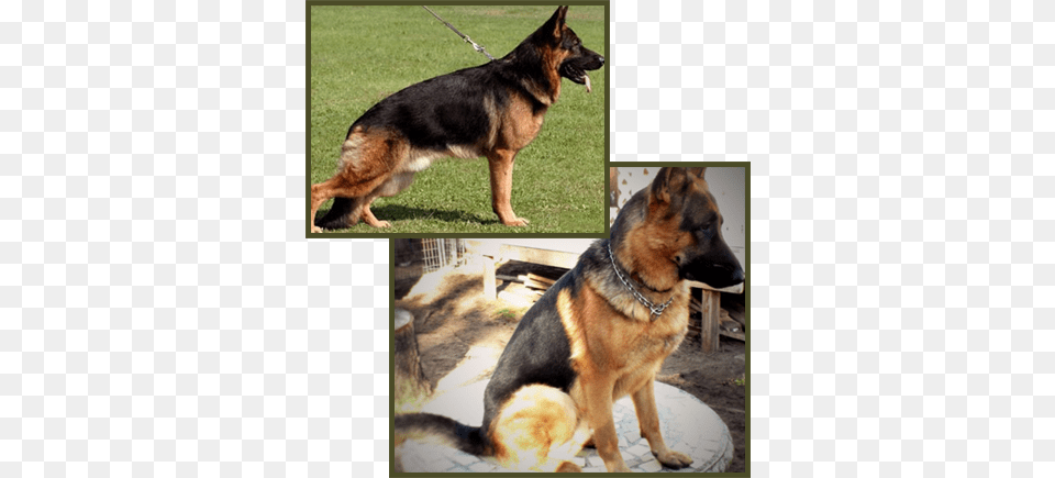 German Shepherds German Shepherd, Animal, Canine, Dog, German Shepherd Free Png