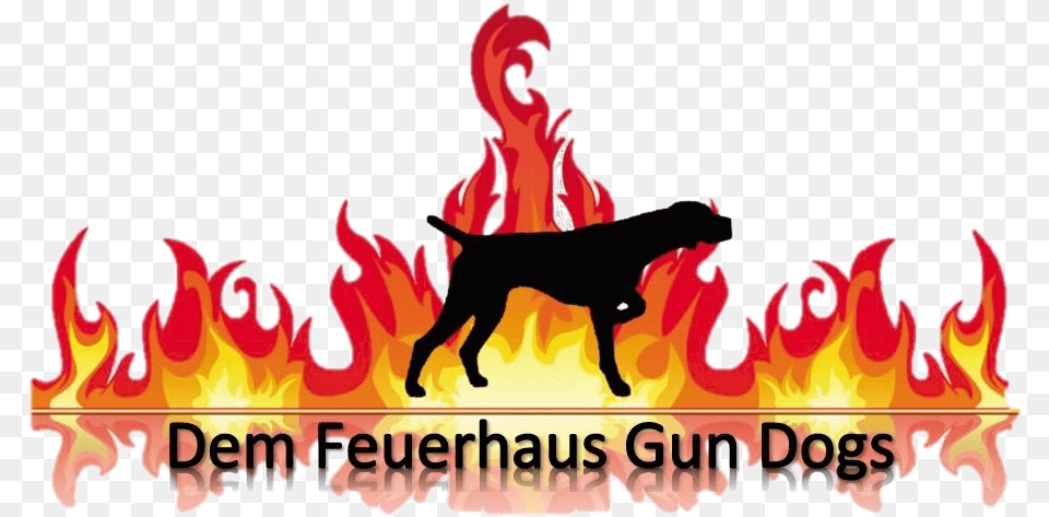 German Shorthair Pointer Dem Feuerhaus Gun Dogs Gsp Transparent Fire Clipart, Flame, Baby, Person, Animal Free Png Download