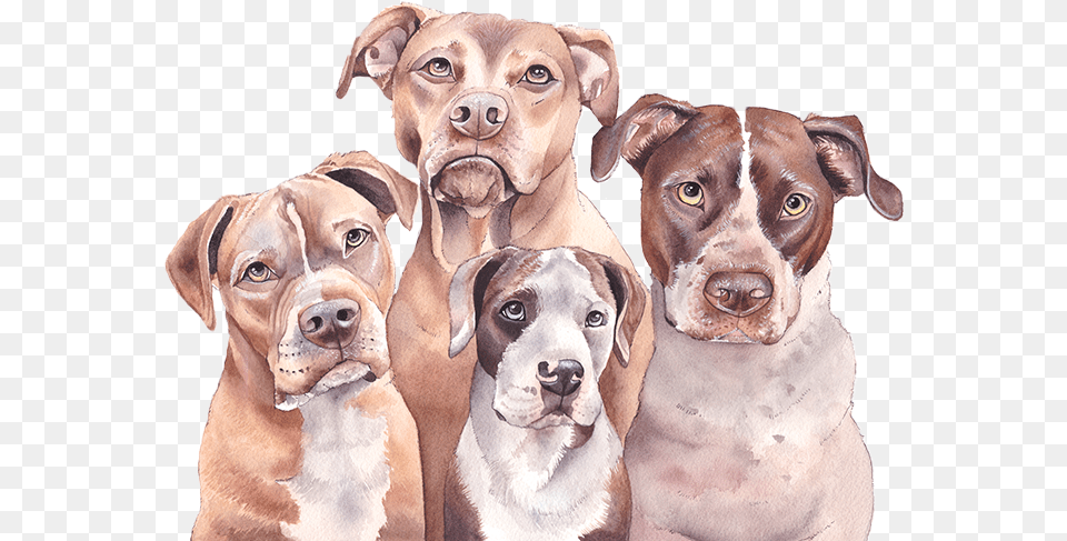 German Shorthaired Pointer, Animal, Boxer, Bulldog, Canine Png