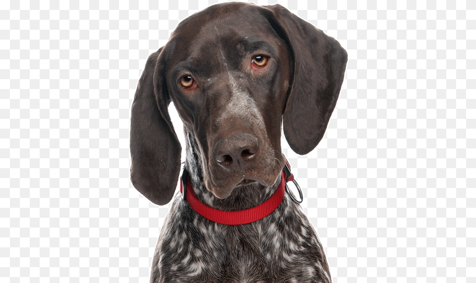 German Shorthaired Pointer, Animal, Canine, Dog, Mammal Png