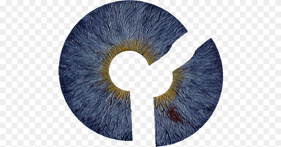 German Startup To Market First Artificial Iris Cbs News Art, Cross, Symbol, Home Decor, Animal Free Transparent Png