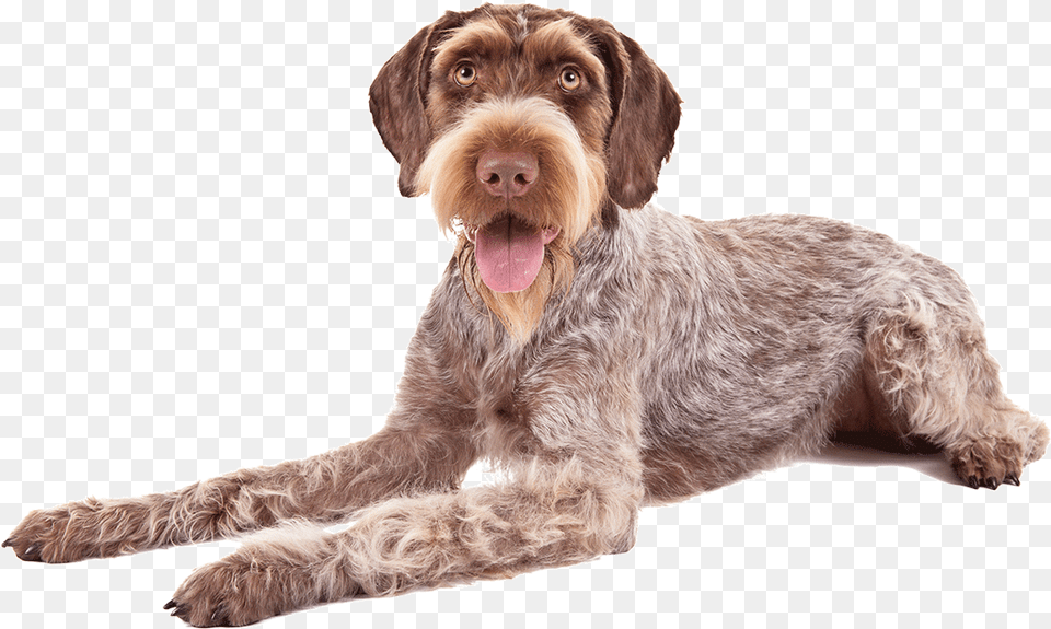 German Wirehaired Pointers Download German Wirehaired Pointer, Animal, Canine, Dog, Mammal Png