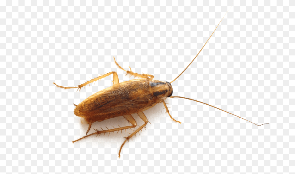 Germanroach, Animal, Insect, Invertebrate, Cockroach Free Transparent Png