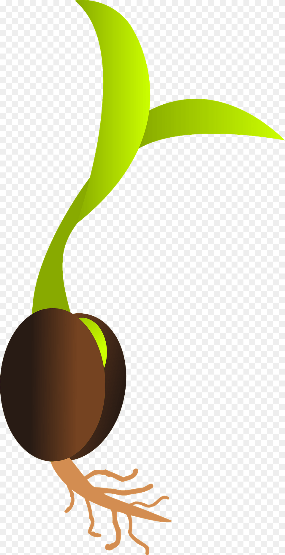Germinating Seed Clipart, Plant, Root Png Image