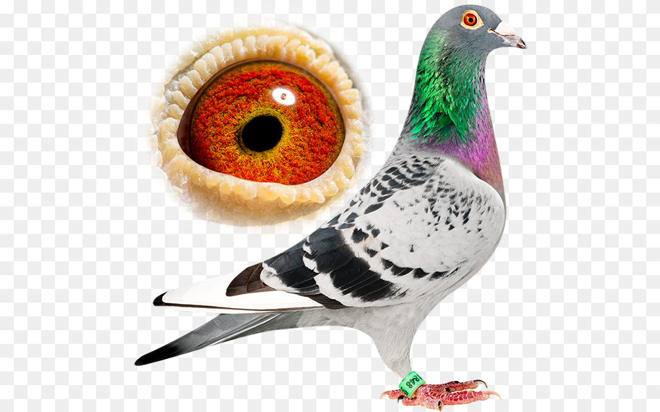 Geschelpt Witpen Rock Dove, Animal, Bird, Pigeon Png Image