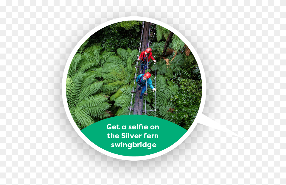 Get A Selfie On The Silver Fern Swingbridge Circle, Vegetation, Tree, Rainforest, Plant Free Transparent Png