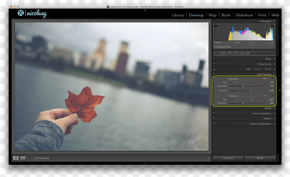 Get A Soft Look In Lightroom, Tree, Plant, Person, Leaf Png