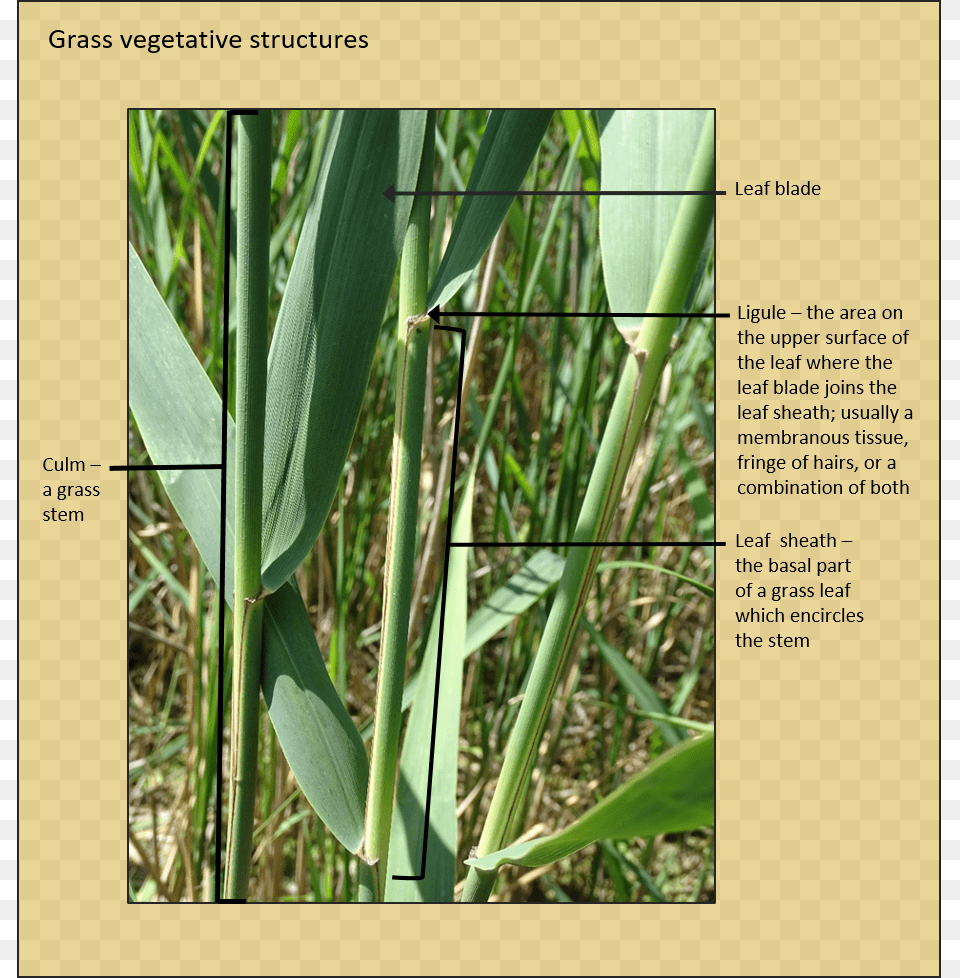 Get Acquainted With Terms Used In This Guide Common Reed, Grass, Plant, Vegetation Png Image
