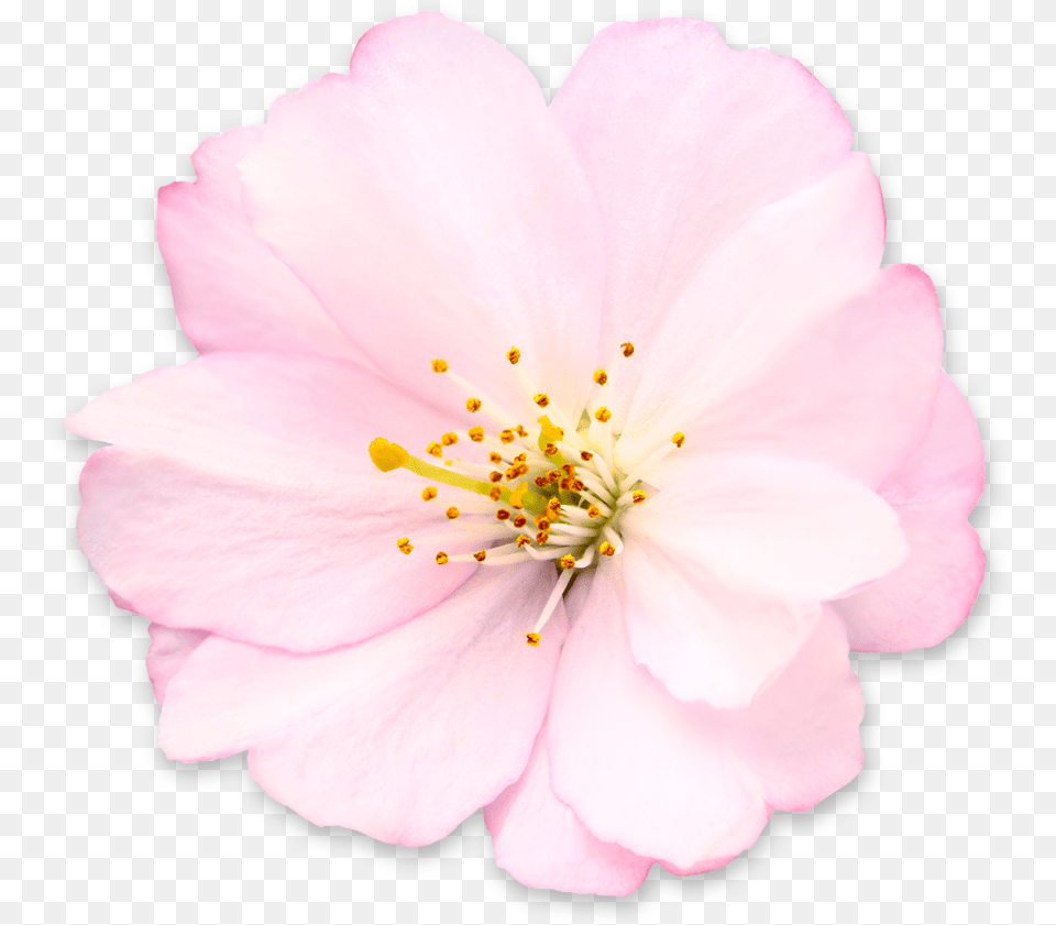 Get Cherry Blossom Pictures Camellia Sasanqua, Anther, Flower, Petal, Plant Png Image