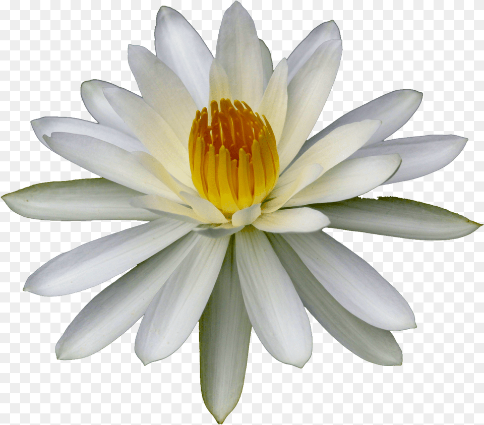 Get High Quality Hd Wallpapers Flower Images Tumblr Sacred Lotus, Lily, Plant, Pond Lily Png Image
