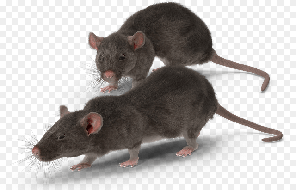 Get In Touch Raton, Animal, Mammal, Rodent, Rat Free Png