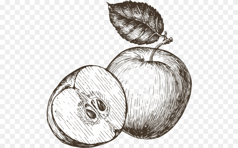 Get Involved U2014 The Boulder Apple Tree Project Sketch, Food, Fruit, Plant, Produce Png