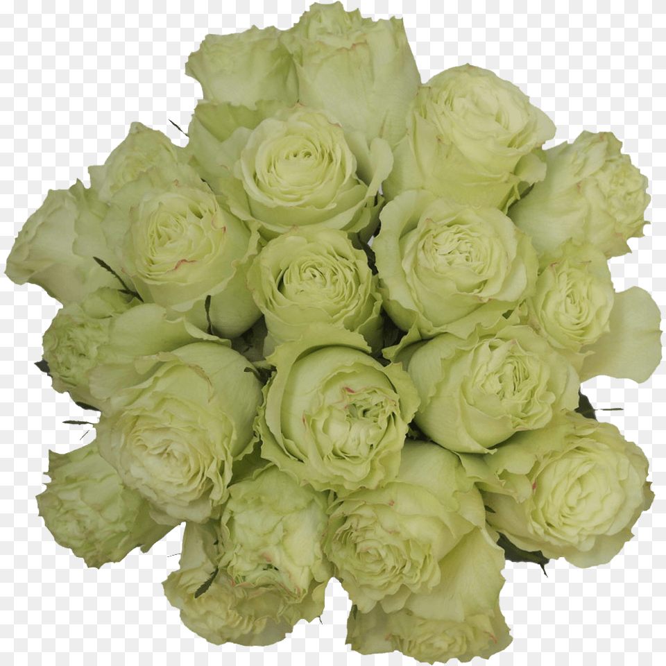 Get Lemon Green Limonada Roses Lowest Prices, Rose, Plant, Flower, Flower Arrangement Free Png