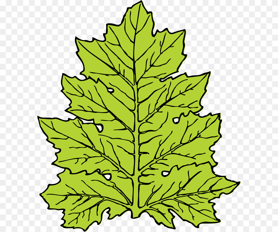 Get Notified Of Exclusive Freebies Leaf Clip Art, Oak, Plant, Sycamore, Tree Free Transparent Png
