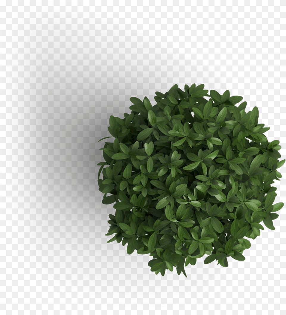 Get Off On The Right Foot Start With Positive Fresh Tree Top View, Green, Leaf, Plant, Potted Plant Free Png