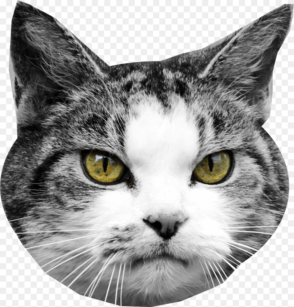 Get Paw Prints Custom Pet Cutouts Cat Heads, Animal, Mammal, Manx, Abyssinian Free Png Download