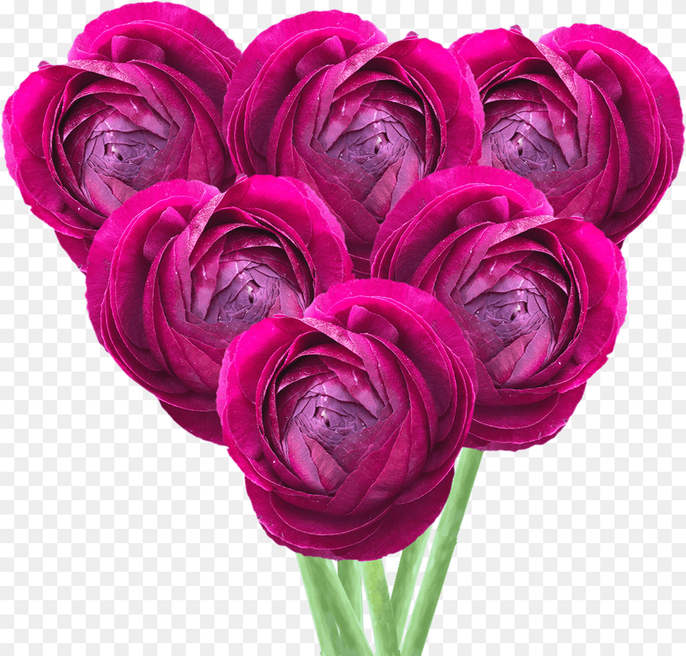 Get Ranunculus Burgundy Flowers Lowest Cost Online Persian Buttercup, Flower, Flower Arrangement, Flower Bouquet, Plant Png Image