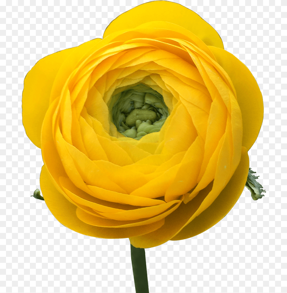 Get Ranunculus Yellow Flowers Lowest Cost Online Persian Buttercup, Flower, Petal, Plant, Rose Png Image