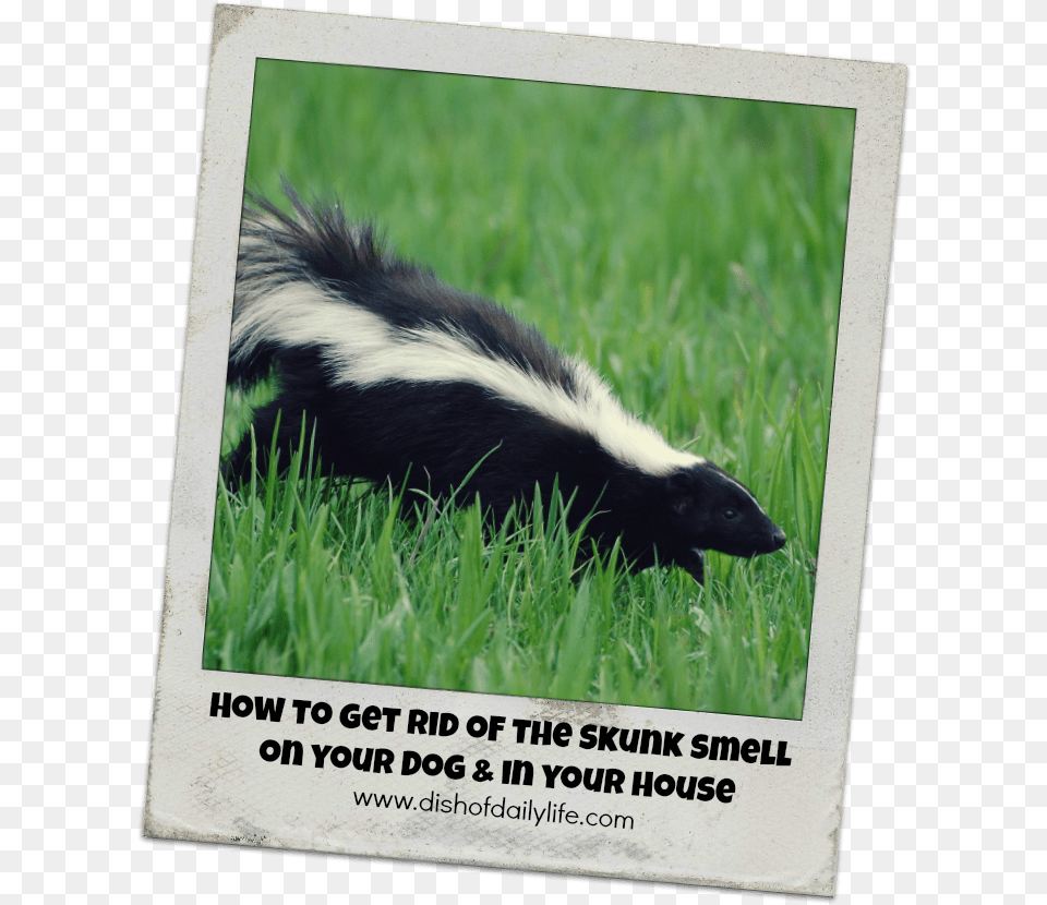 Get Rid Of A Skunk, Animal, Wildlife, Mammal, Canine Free Png