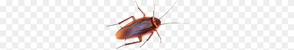 Get Rid Of American Cockroaches Roach Control Batzner Pest Control, Animal, Cockroach, Insect, Invertebrate Free Transparent Png