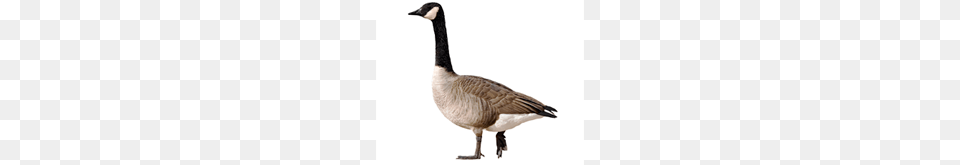 Get Rid Of Geese Bird Deterrent Control Batzner Pest Control, Animal, Goose, Waterfowl Png Image