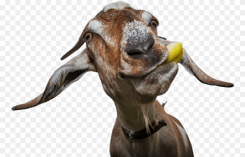 Get Started Funny Goat, Livestock, Animal, Mammal, Dinosaur Free Png Download
