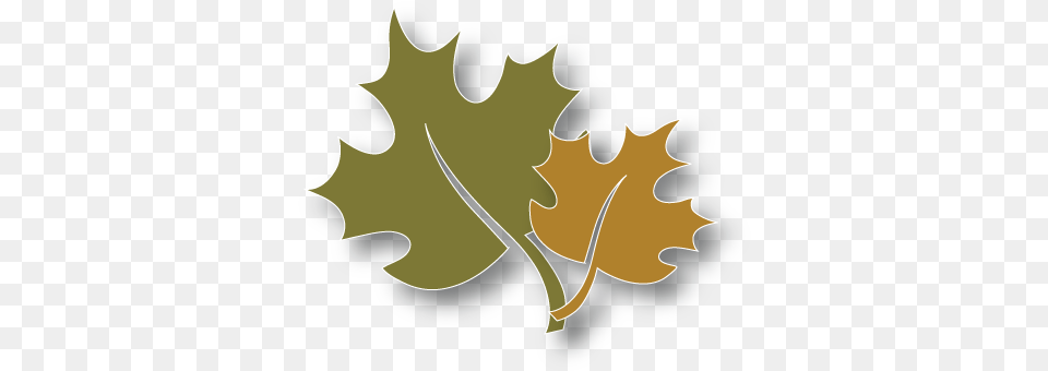 Get To Know Us Emblem, Leaf, Maple Leaf, Plant, Tree Png