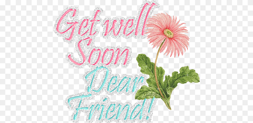 Get Well Soon Dear Friend, Daisy, Flower, Plant, Pattern Free Png