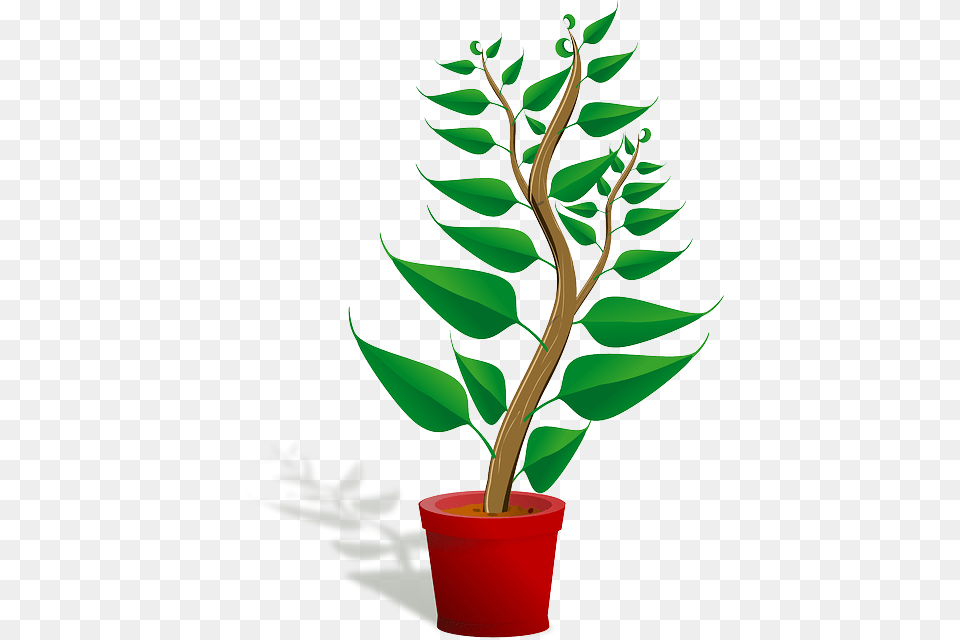 Getting To Know Plants, Leaf, Plant, Tree, Flower Png