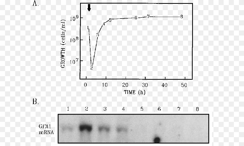 Gfa1 Mrna Levels During Growth Diagram, Silhouette, Text Free Png