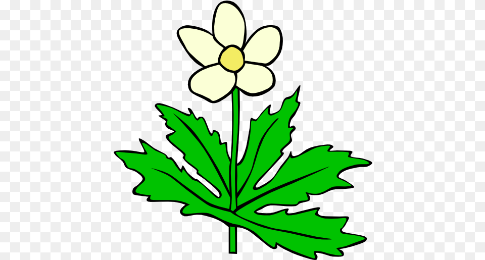 Gg Anemone Canadensis Clipart I2clipart Royalty Outline Pictures Of Flowers, Flower, Leaf, Plant, Daisy Png Image